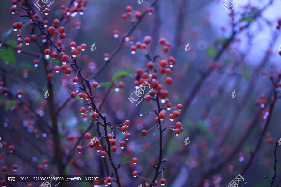 雨后的红浆果