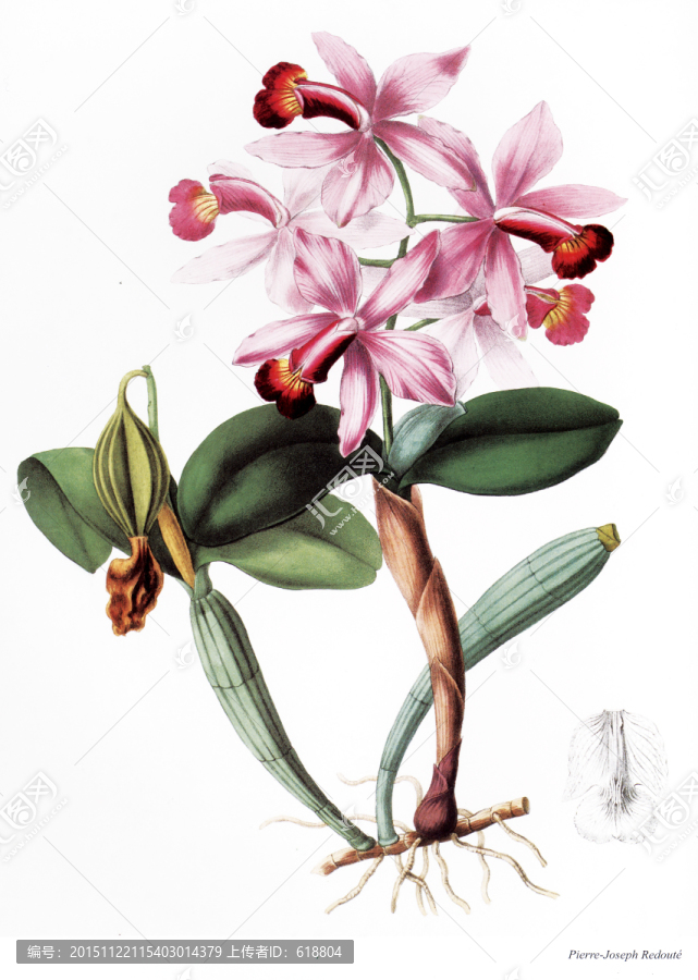 歐式花卉