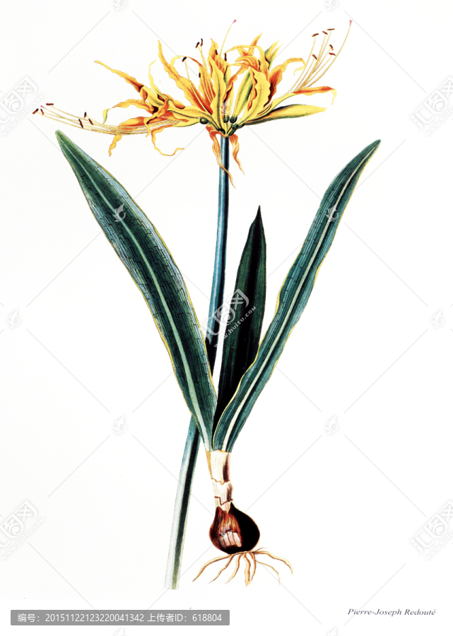 花卉油畫花卉素材