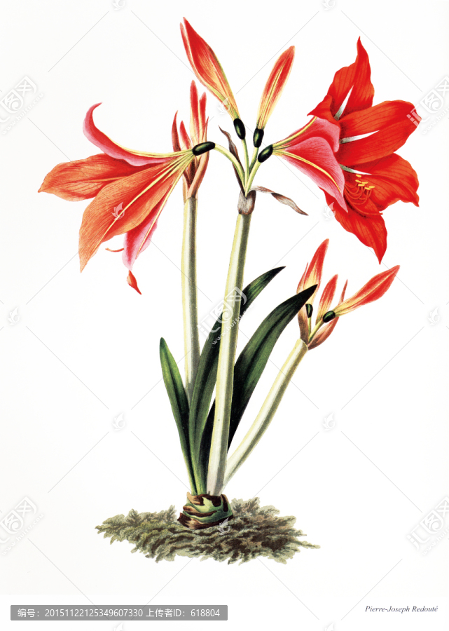 花卉油畫花卉素材