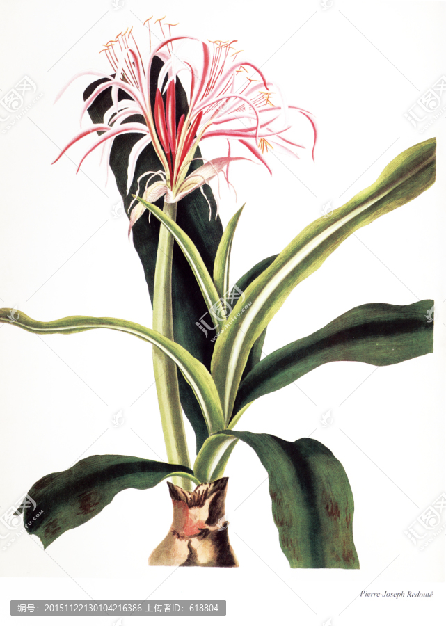 花卉油畫(huà)花卉素材