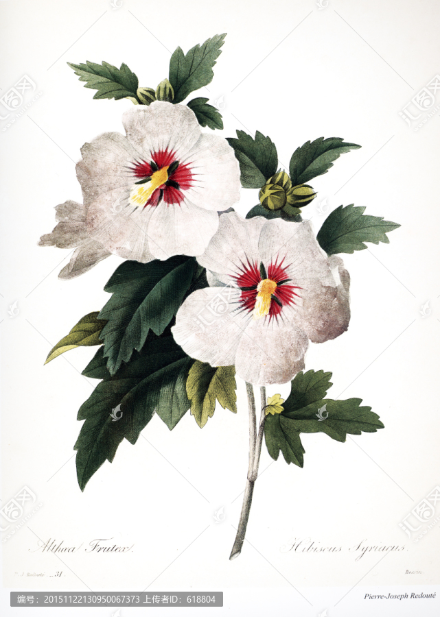 高清花卉素材