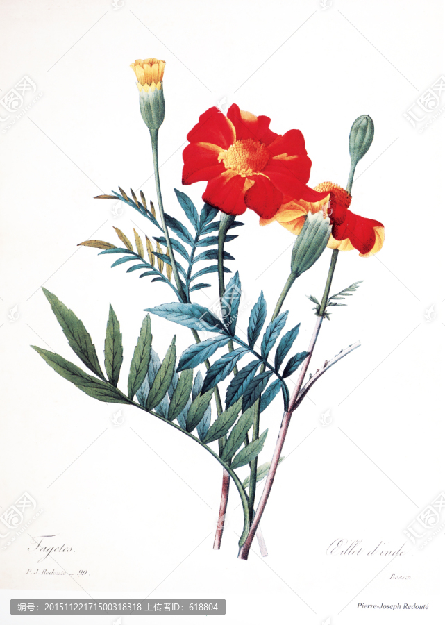 花卉油畫花卉印花素材