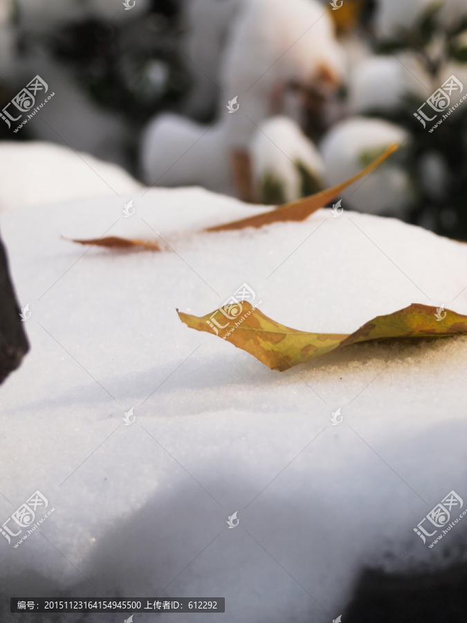 落叶,白雪