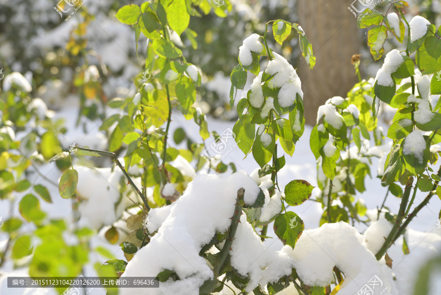 雪压月季花枝叶