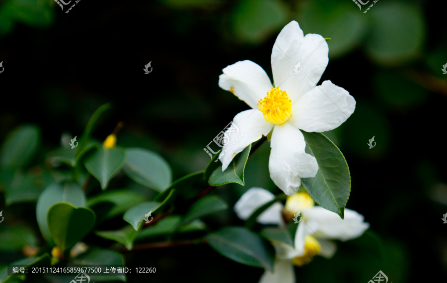 茶油树,油茶花,茶籽花