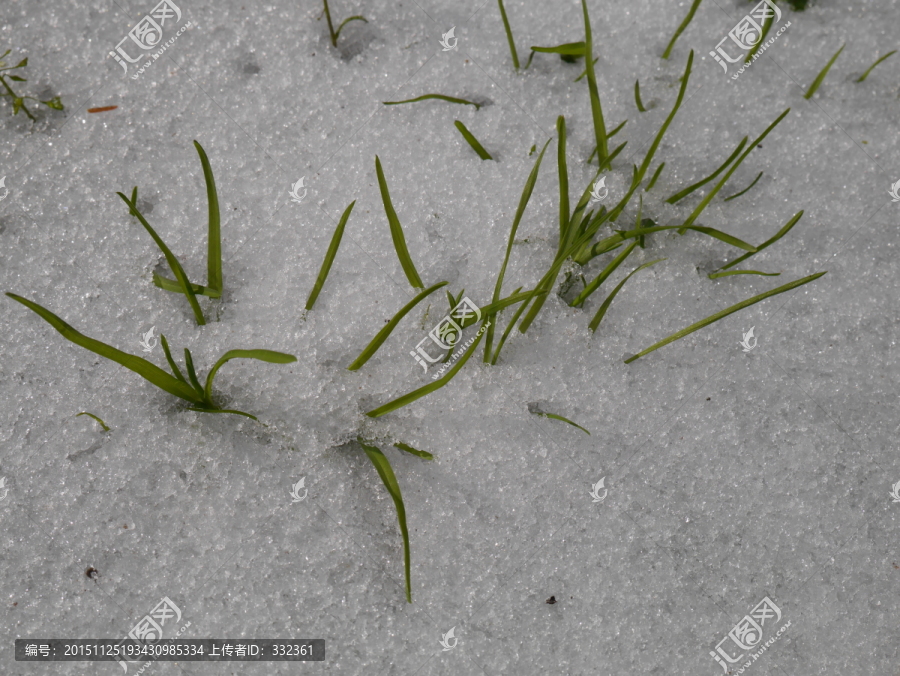 雪地小草