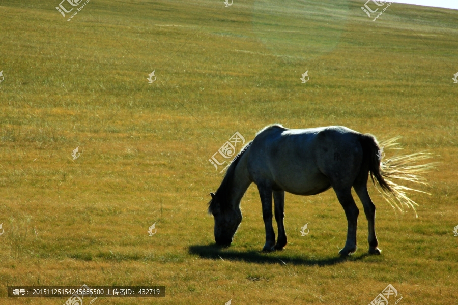 秋季草原上的马