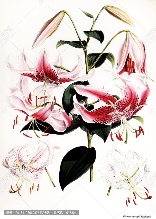 高清花卉素材