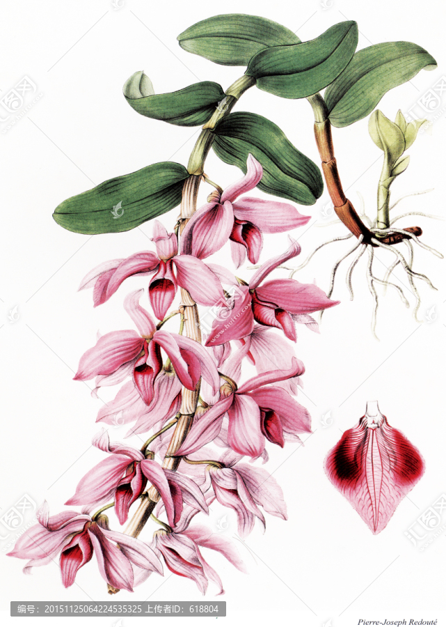 高清花卉素材