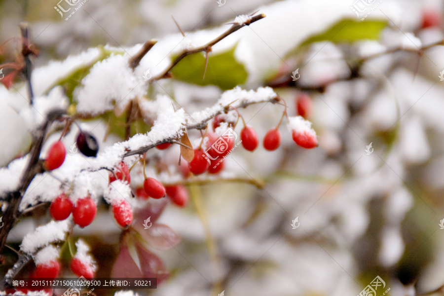 雪