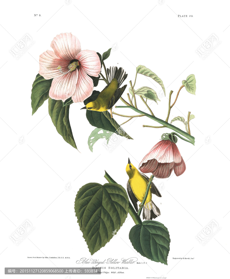 手繪鳥(niǎo)類(lèi)