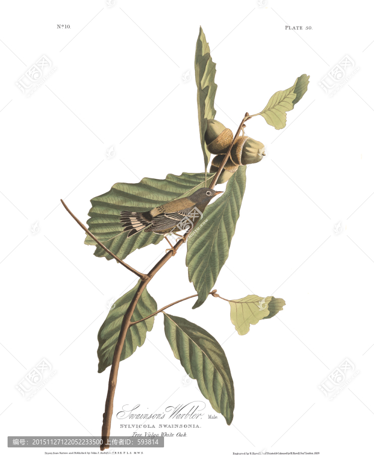 手繪鳥類