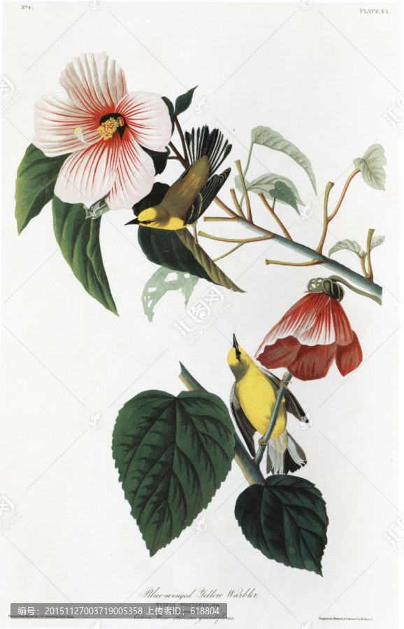 歐式手繪花鳥