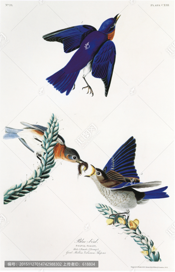 花鳥油畫花鳥裝飾畫