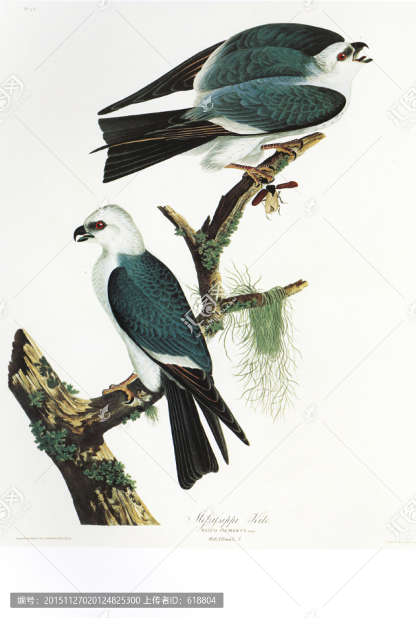 花鳥素材花鳥無框畫