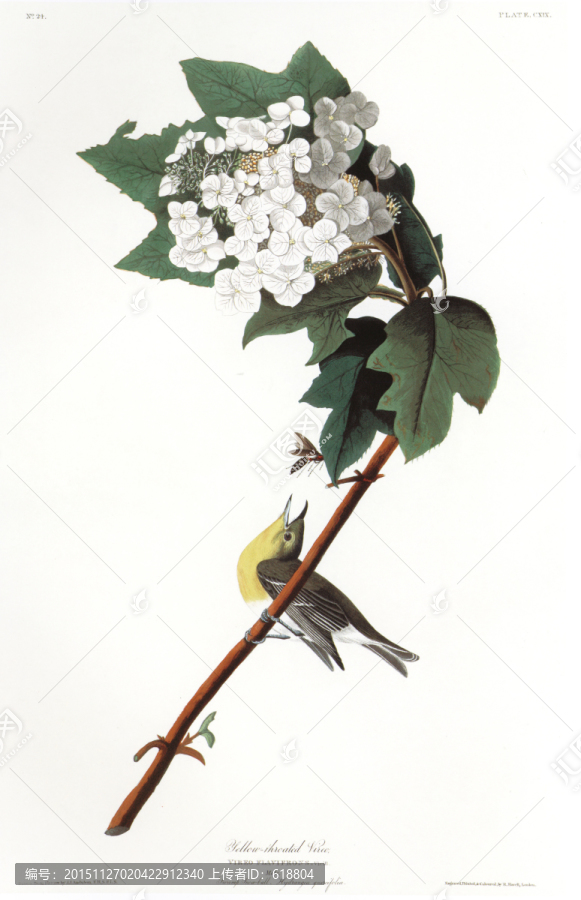 花鳥素材花鳥無框畫
