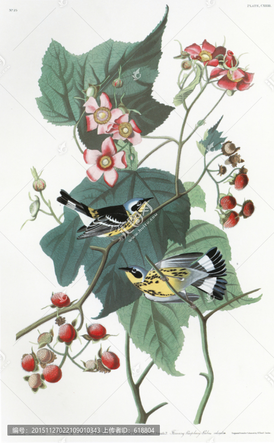 花鳥素材花鳥無框畫