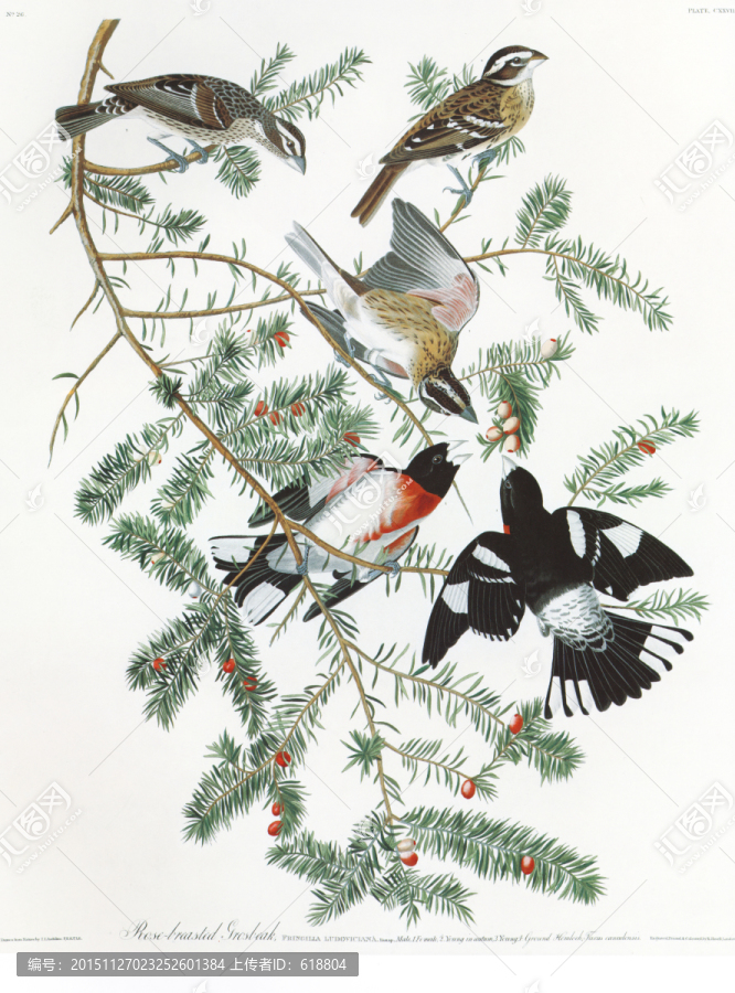 花鳥油畫花鳥裝飾畫