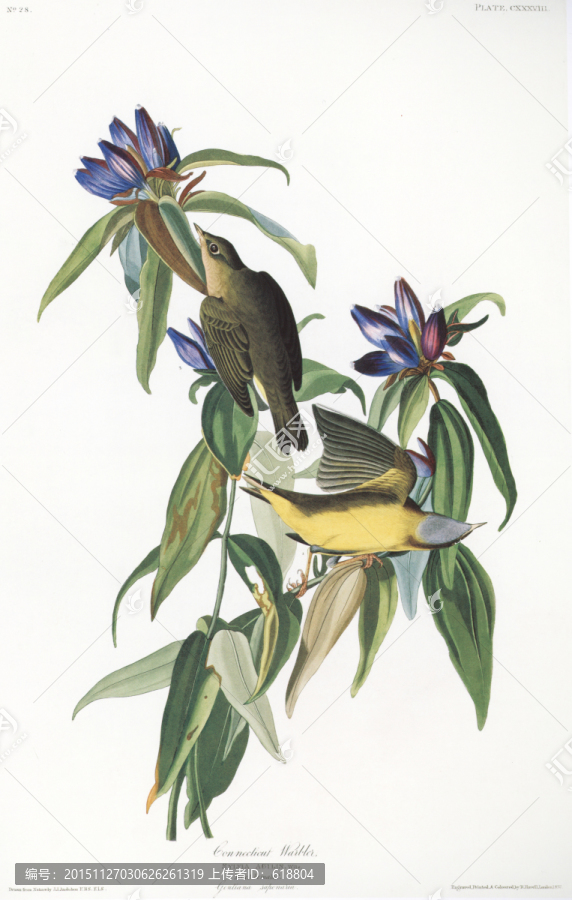 高清花鳥花鳥油畫
