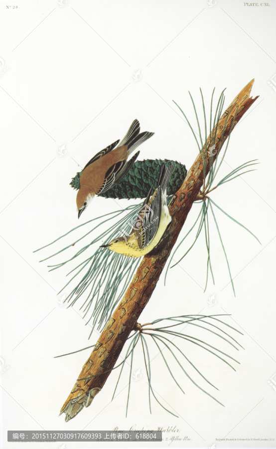 高清花鳥花鳥油畫
