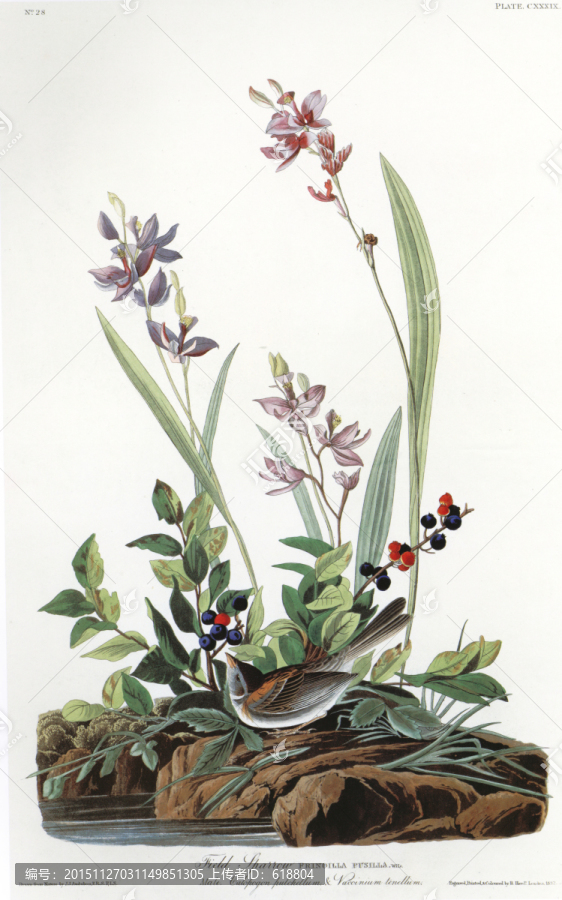 高清花鳥花鳥油畫