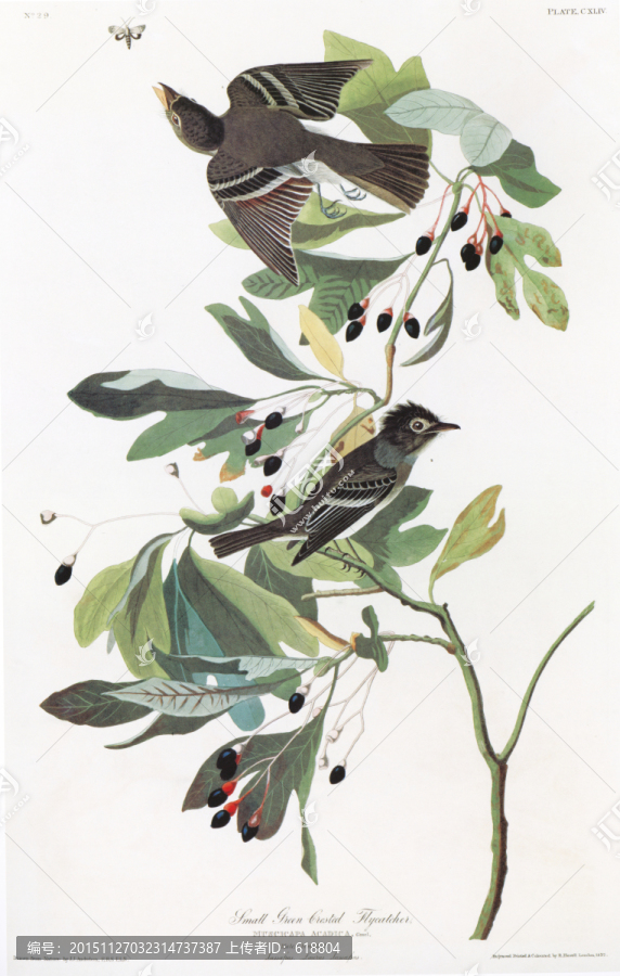 花鳥油畫花鳥裝飾畫
