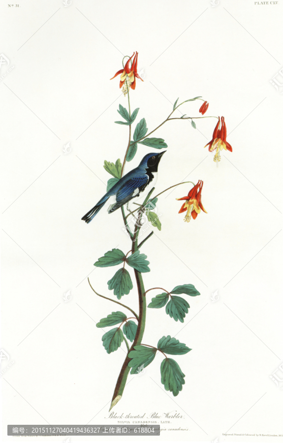 花鳥