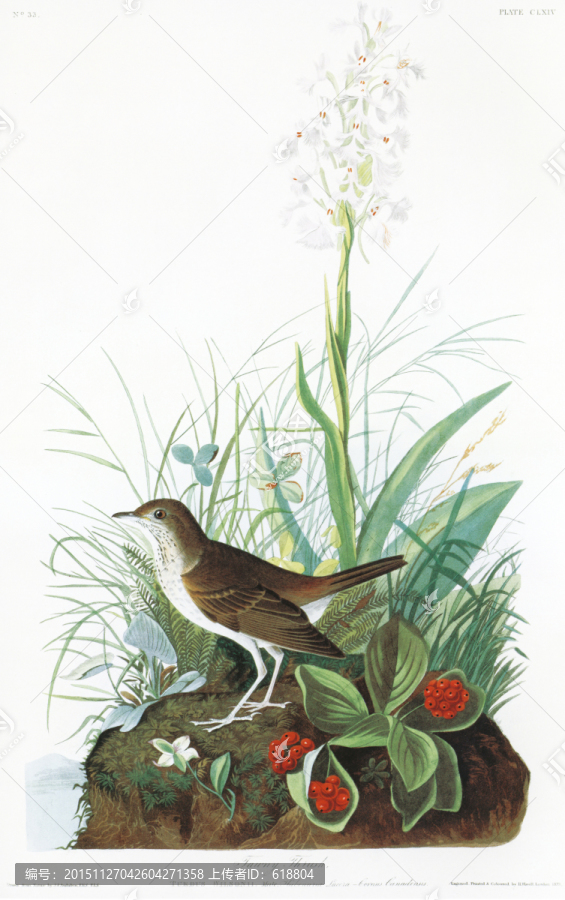花鳥