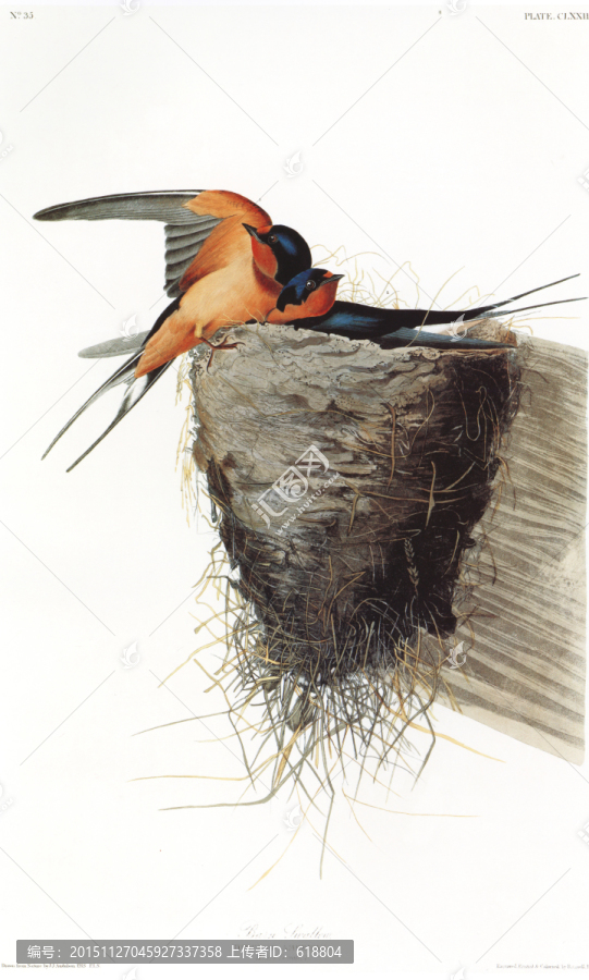 花鳥(niǎo)無(wú)框畫(huà)花鳥(niǎo)玄關(guān)畫(huà)