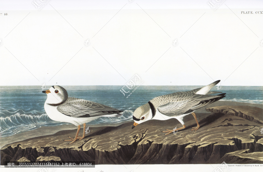 鳥類動物油畫