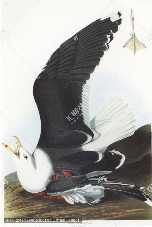 歐式花鳥裝飾畫
