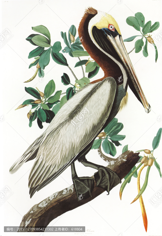 歐式花鳥