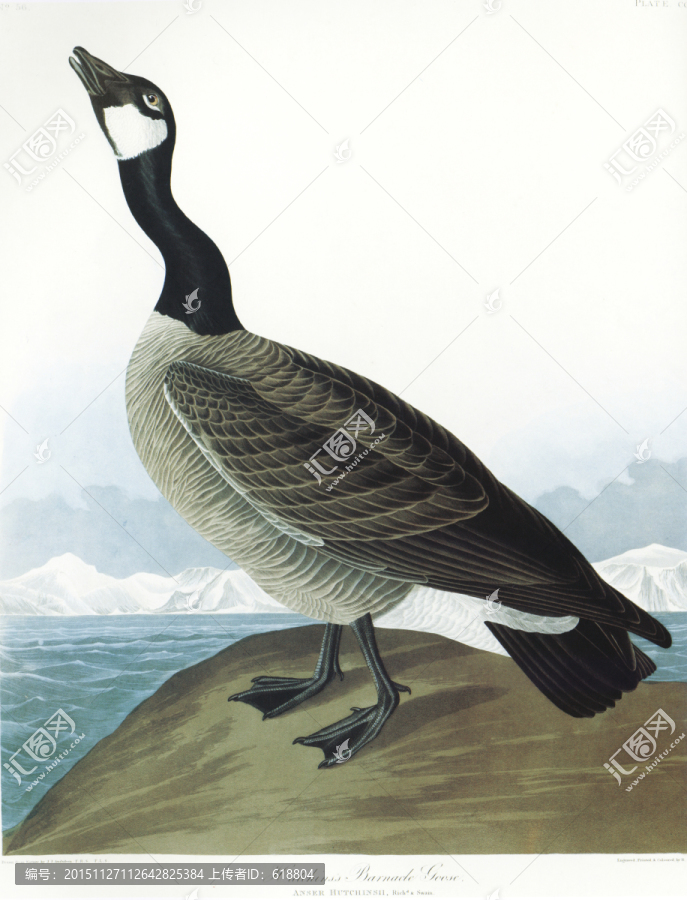 花鳥鳥經(jīng)