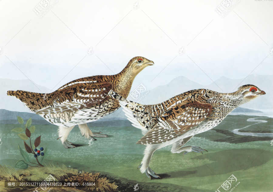 花鳥鳥經(jīng)