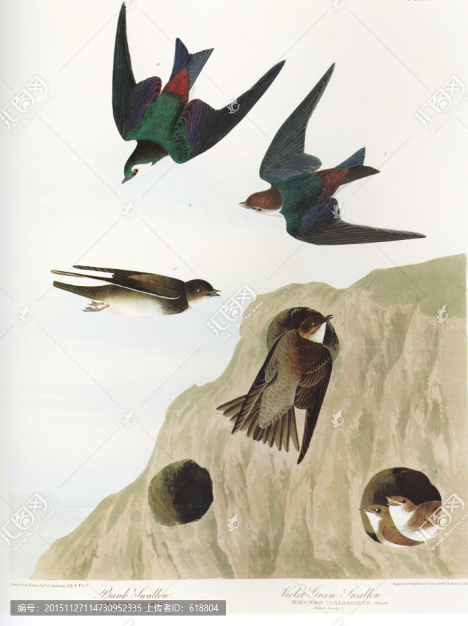 花鳥鳥經(jīng)