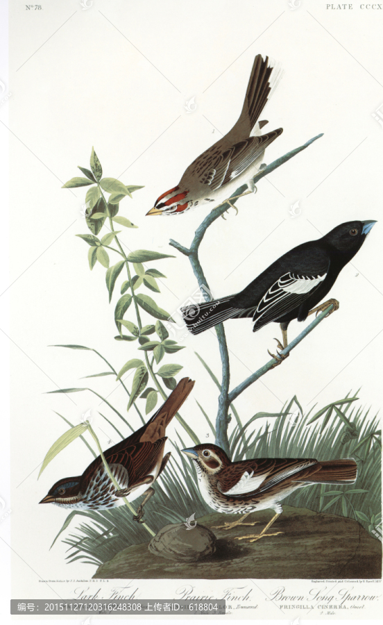 花鳥鳥經(jīng)