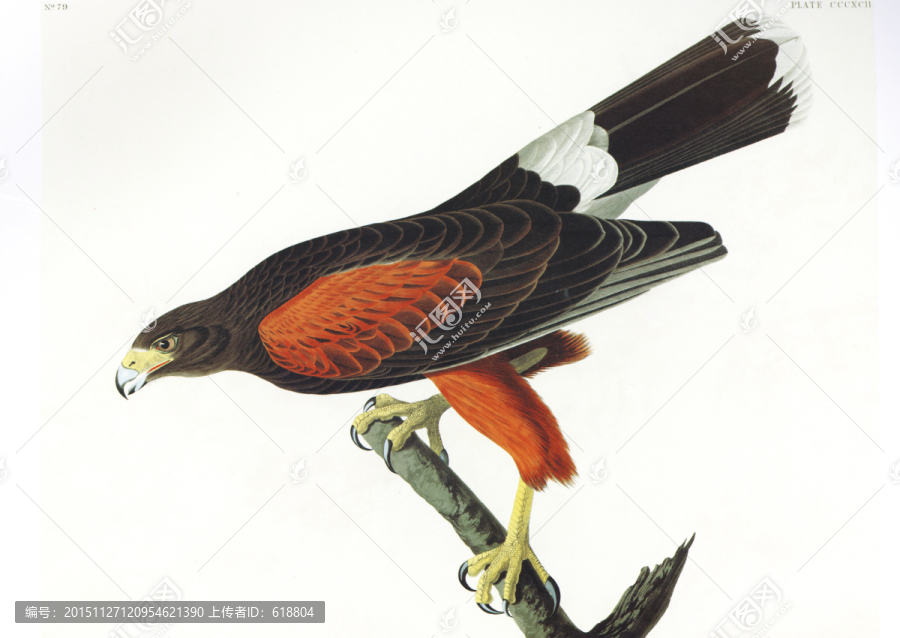 花鳥鳥經(jīng)