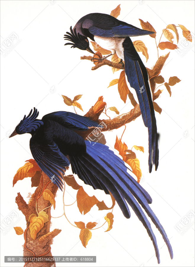 手繪鳥類