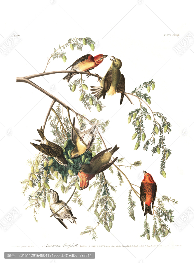手繪鳥類