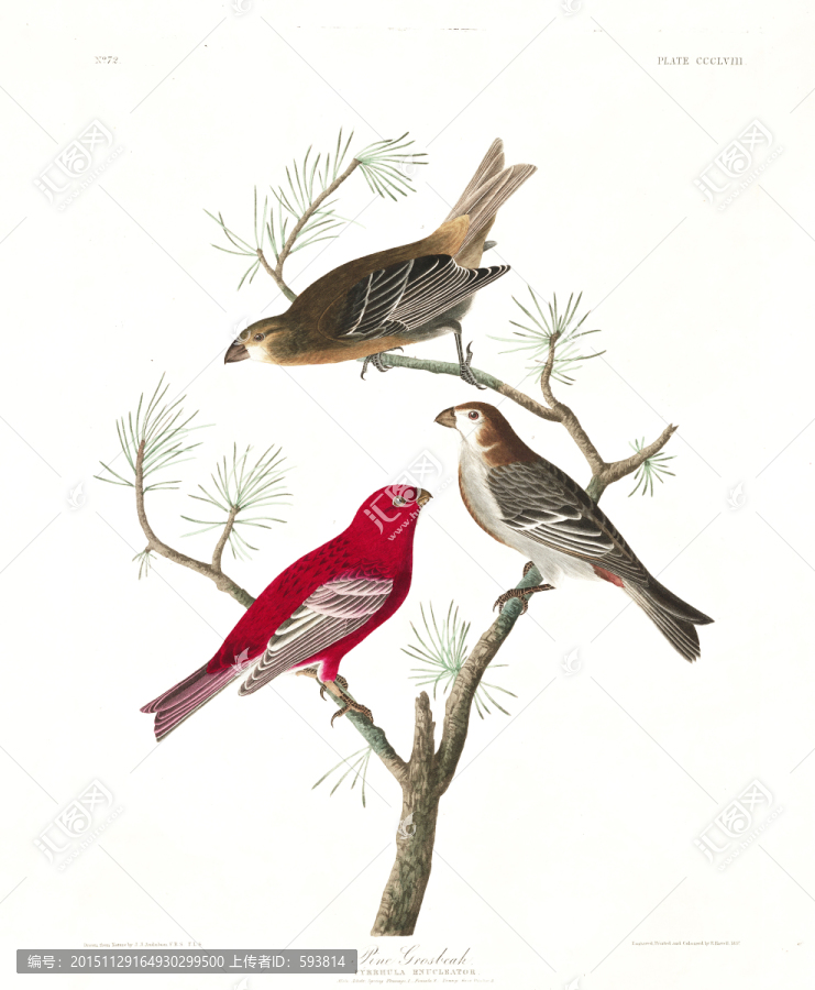 手繪鳥(niǎo)類