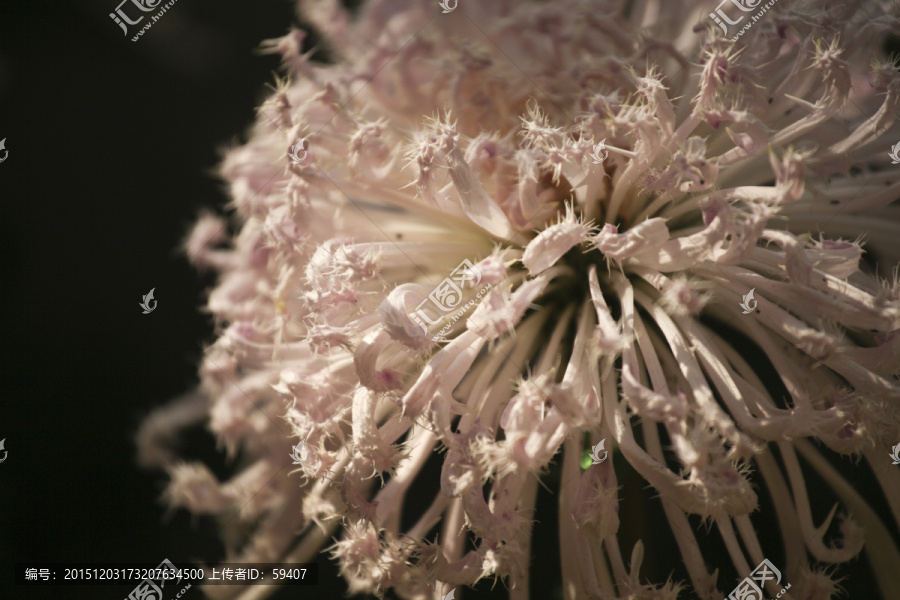 菊花,菊展,秋菊