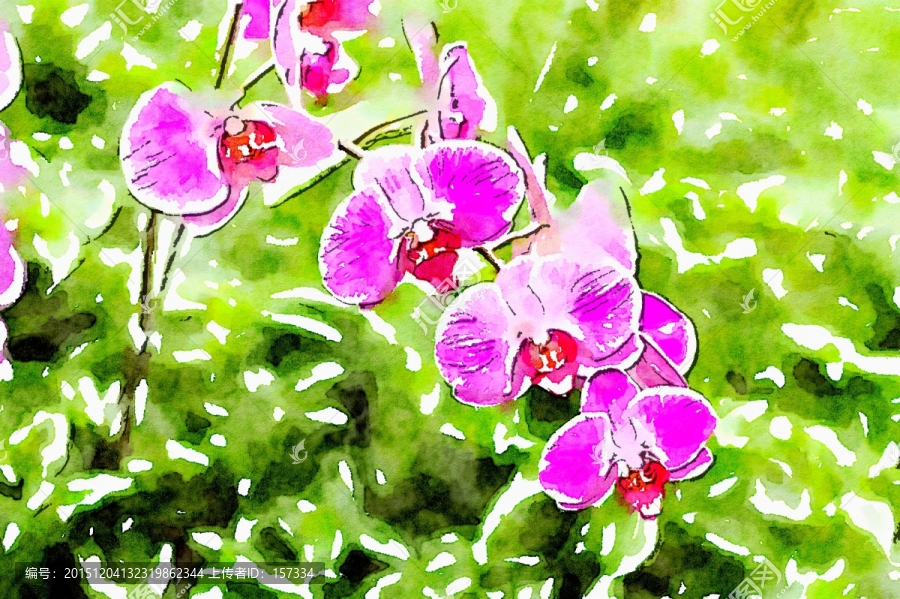 蝴蝶蘭,水彩花卉,裝飾畫