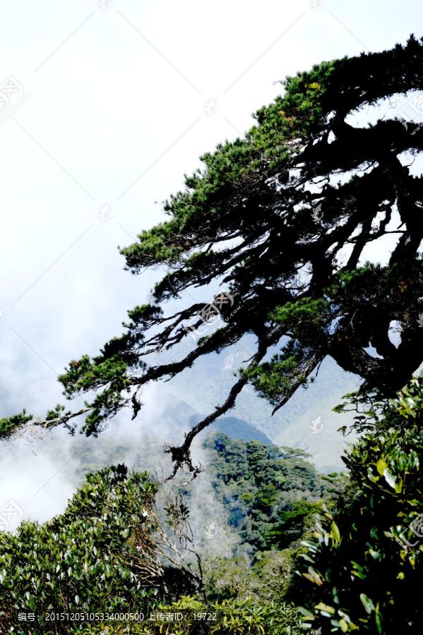 海南五指山山上的迎客松