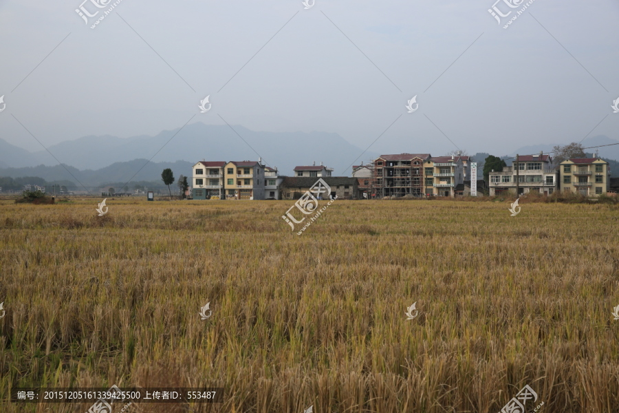 田野