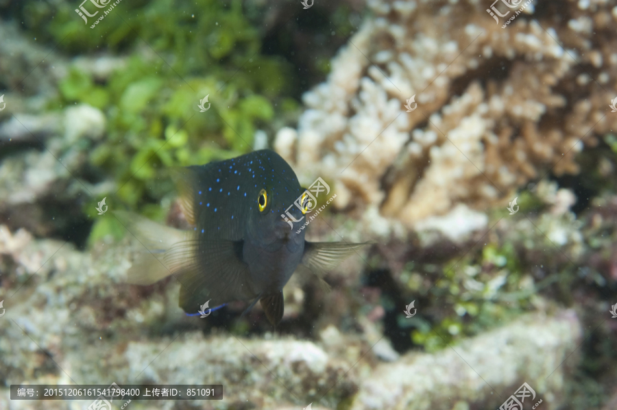 海底生物