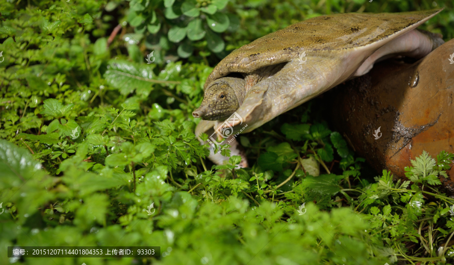 高清野生甲鱼