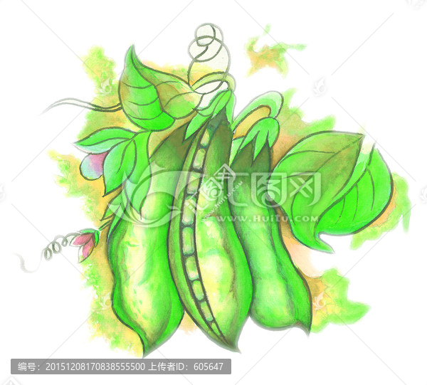 豌豆