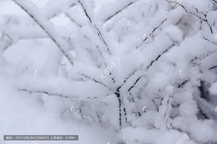 雪树枝