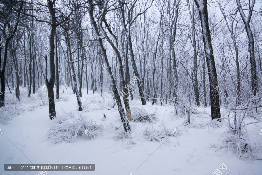 雪景,树林